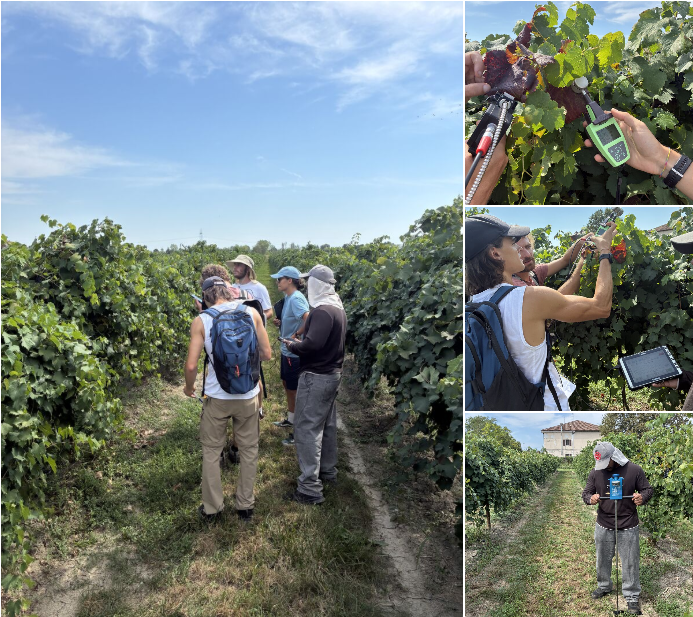 Collage of the CERBERUS field campaign in Bologna vineyards on 2 September 2026: a team walking between vine rows, SPAD chlorophyll measurement on a grape leaf, a spectroradiometer measurement on the canopy, and a researcher recording a visual disease assessment