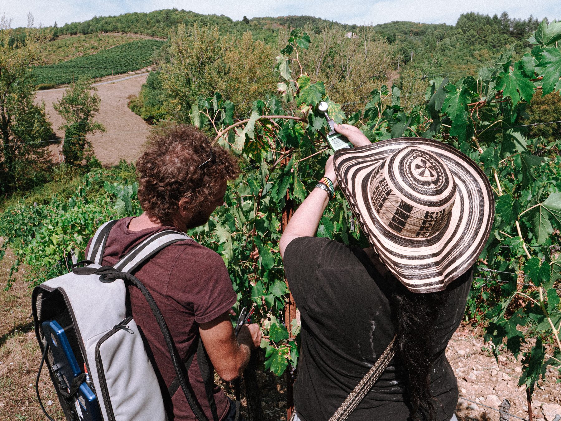 Field team taking spectroradiometer measurements on grapevine canopy in the Chianti hills