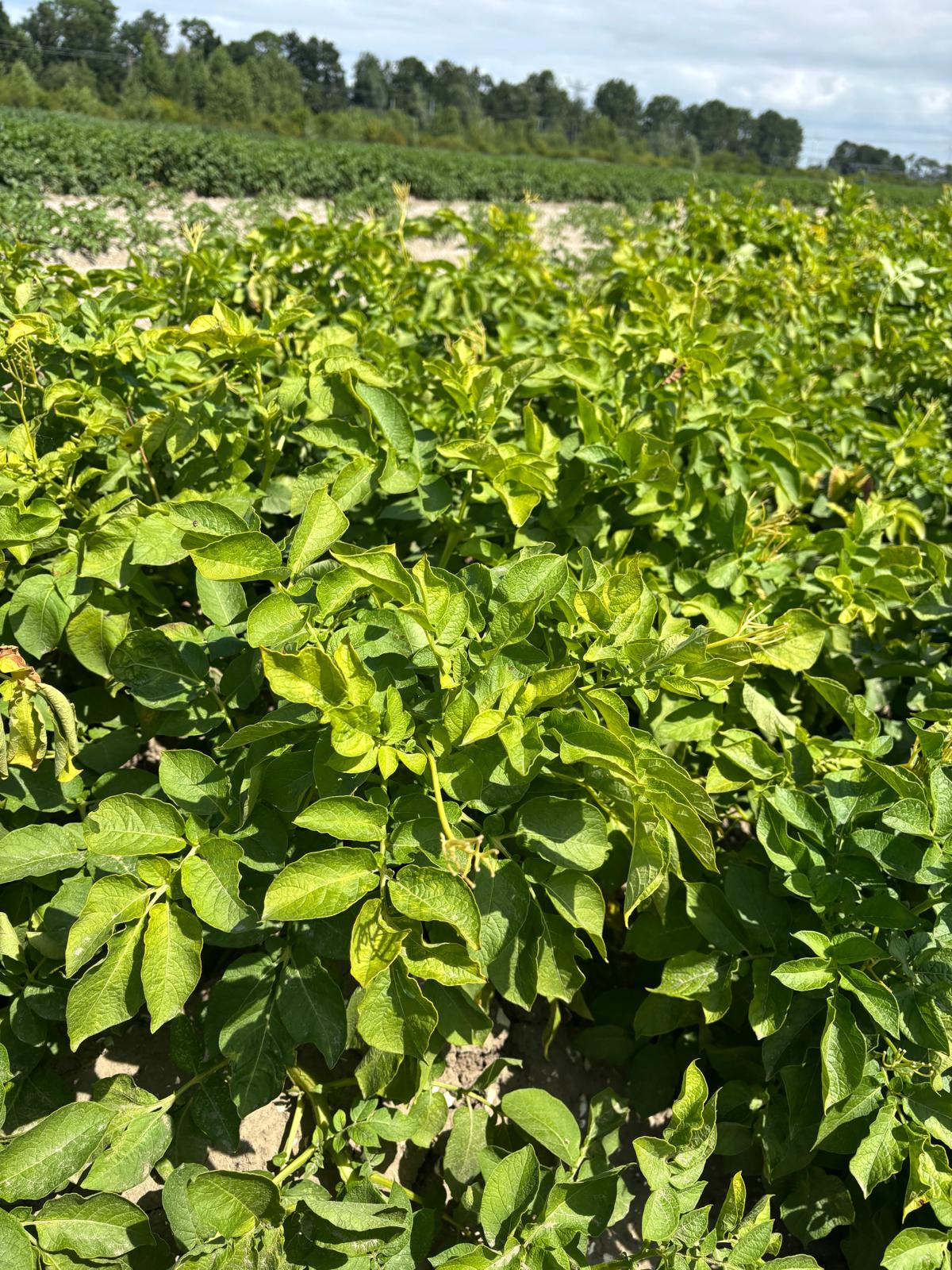 Close-up of potato canopy foliage in an experimental plot in Lelystad, used as ground reference for UAV imagery