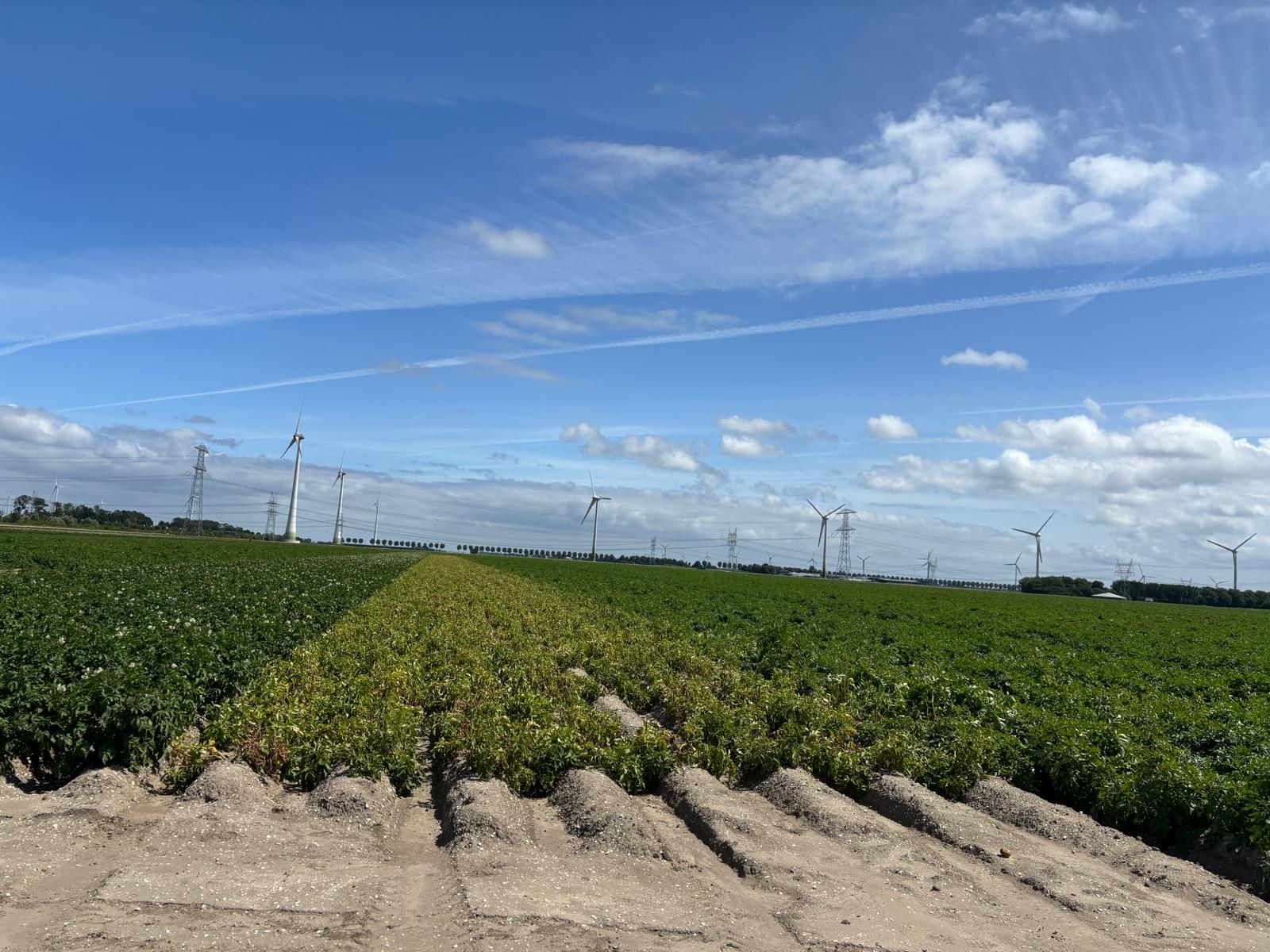 Wide view of potato trial rows in Lelystad showing a row with early canopy senescence next to healthy green rows of different varieties, with wind turbines in the background
