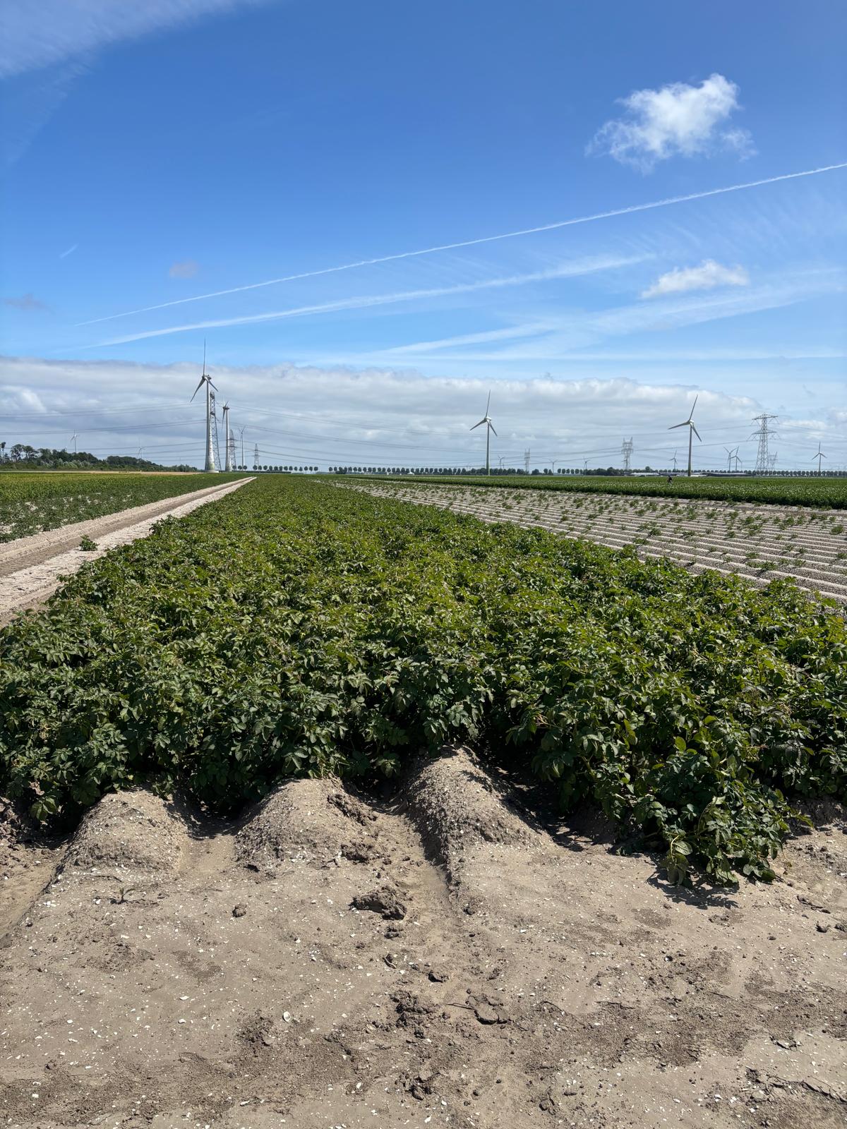 Close-up of young potato plants on ridged rows in an experimental variety and disease trial plot in Lelystad