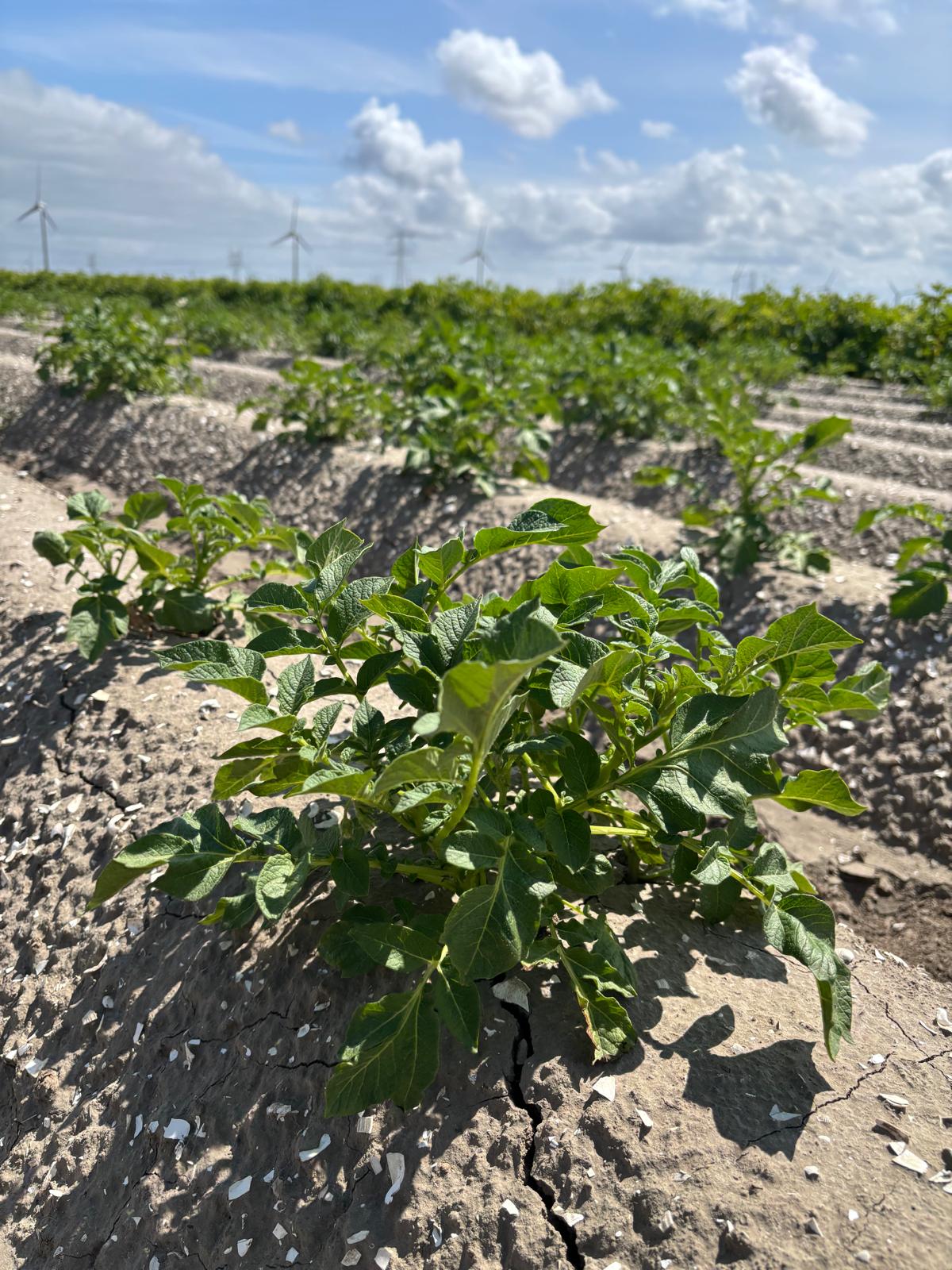 Wide view of potato trial rows in Lelystad on a later visit, showing continued plot-to-plot variation between varieties
