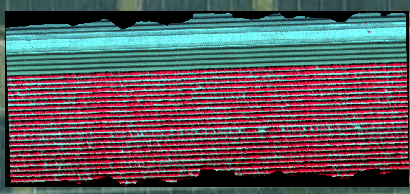 Hyperspectral UAV mosaic of potato experiments in Lelystad